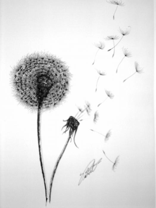 525x700 dandelion blowing drawing tumb hd wallpaper, background images - Blowing Dandelion Drawing