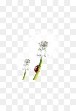 260x380 dandelion png - Blowing Dandelion Drawing