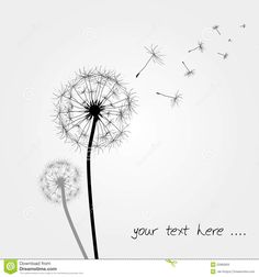 236x252 dandelion drawing - Blowing Dandelion Drawing