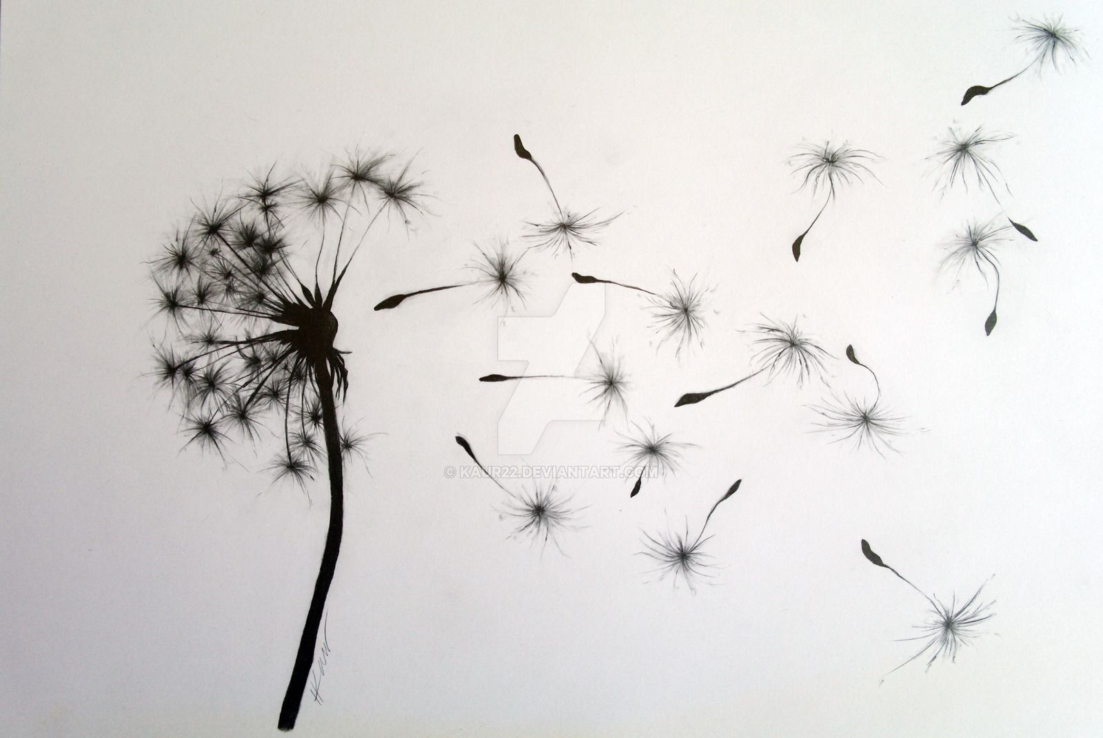 1600x1071 dandelion drawing - Blowing Dandelion Drawing