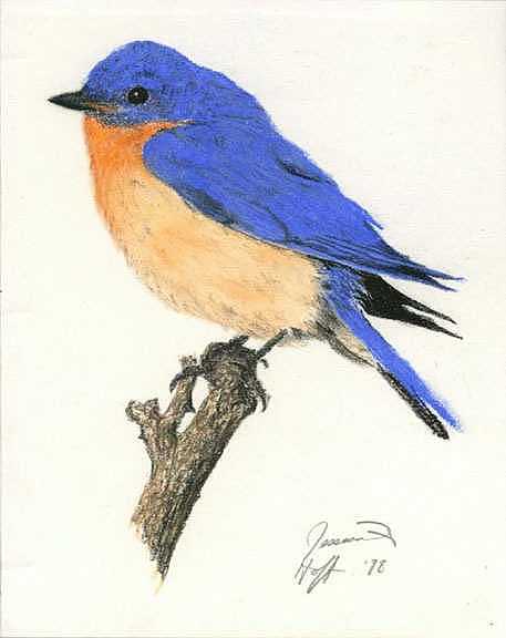457x576 bluebird drawing - Blue Bird Drawing