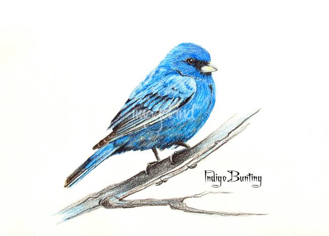 650x467 drawing bluebird drawings and illustrations for sale on fine art - Blue Bird Drawing