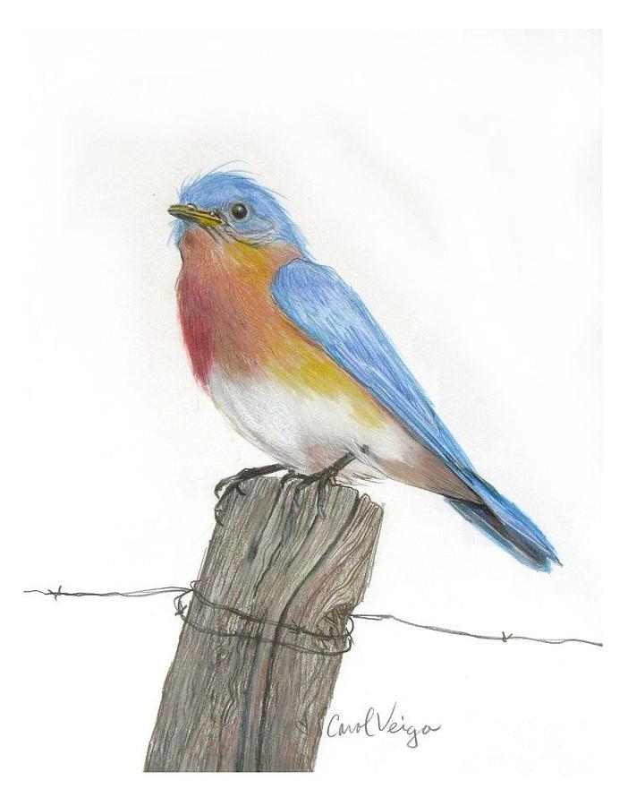 702x900 eastern blue bird drawing - Blue Bird Drawing