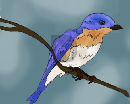 452x360 how to draw a bluebird, step - Blue Bird Drawing