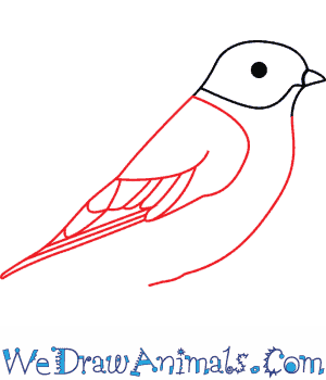 300x350 how to draw an eastern bluebird - Blue Bird Drawing