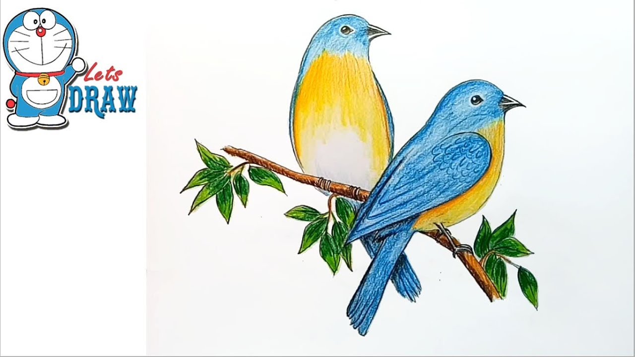 1280x720 how to draw eastern bluebirds step - Blue Bird Drawing