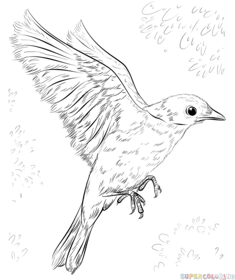 482x575 how to draw a blue bird step - Blue Bird Drawing