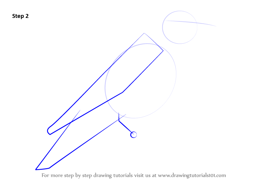 839x596 learn how to draw an eastern bluebird - Blue Bird Drawing