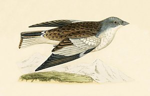 300x193 blue bird flying drawings fine art america - Blue Bird Flying Drawing