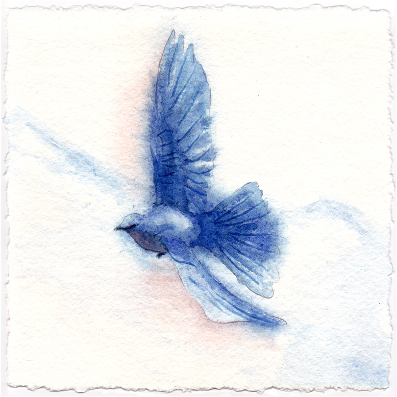 Blue Bird Flying Drawing at Explore collection of