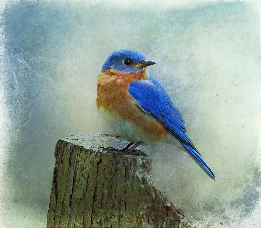 Blue Bird Flying Drawing at Explore collection of