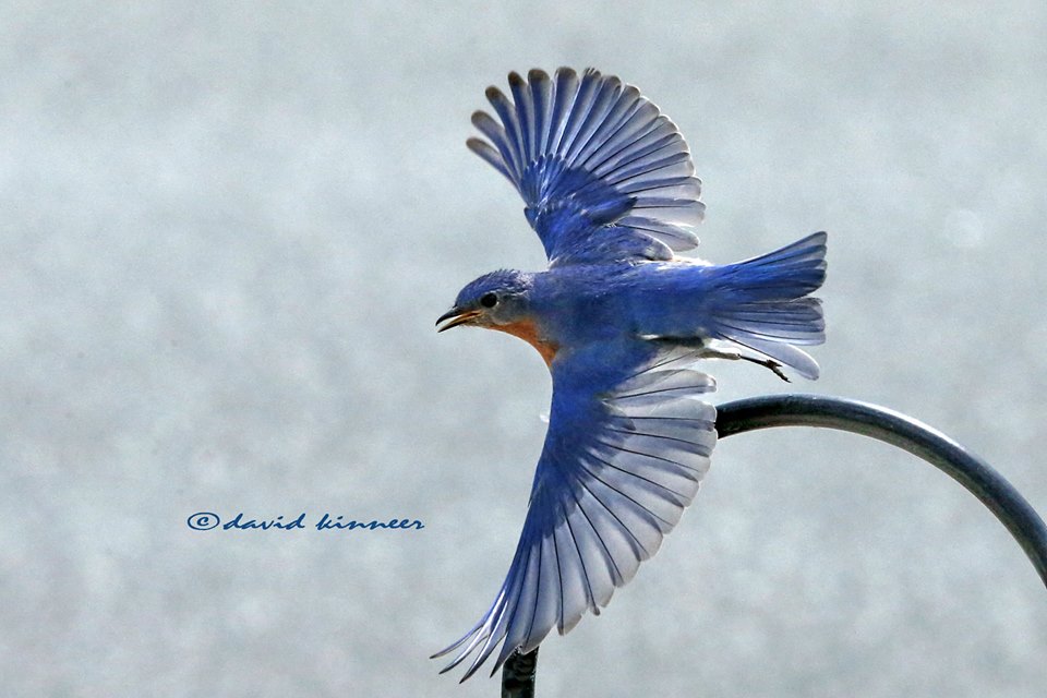 960x640 nest box this is the woolwine house bluebird trail - Blue Bird Flying Drawing