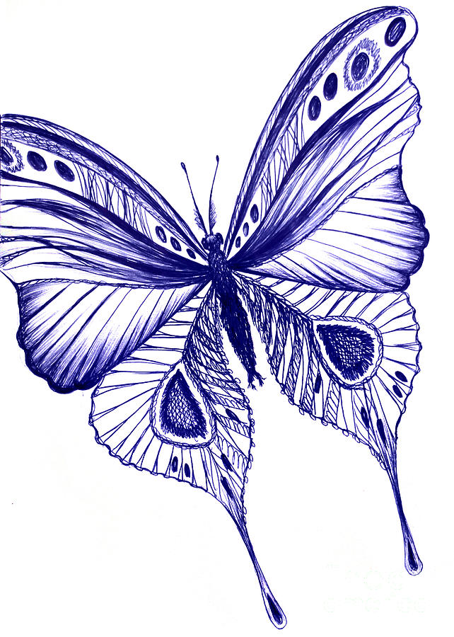 642x900 blue butterfly a drawing - Blue Butterfly Drawing