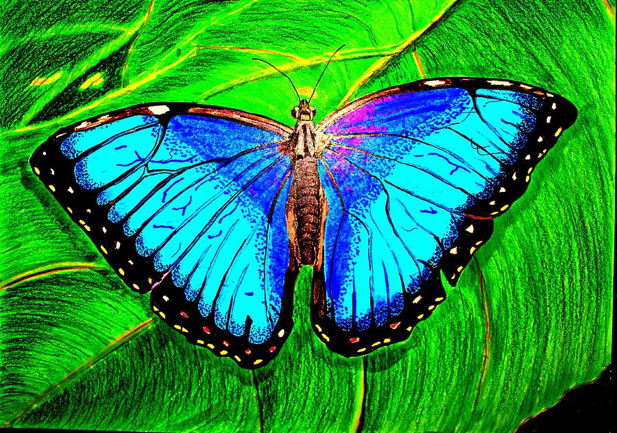 900x632 blue butterfly drawing - Blue Butterfly Drawing