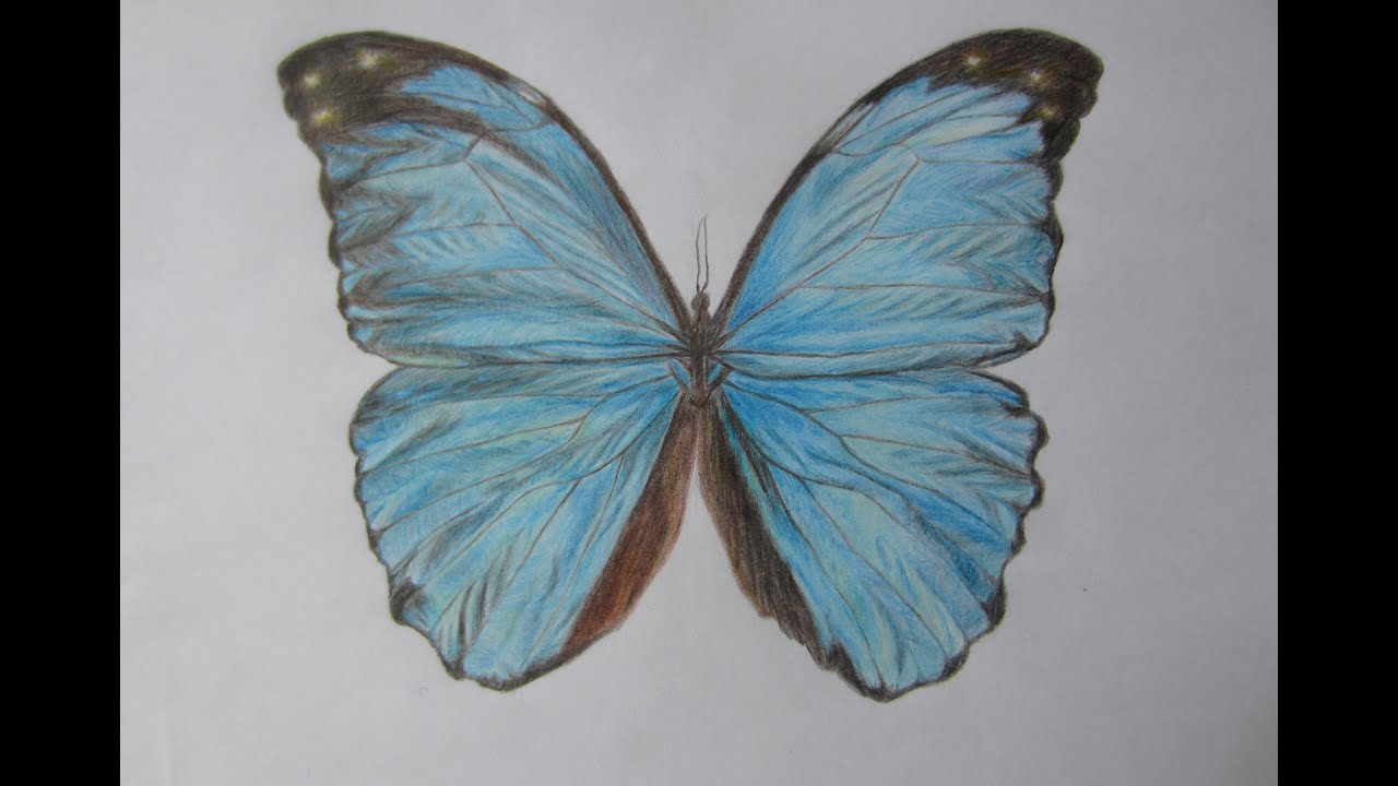1280x720 drawing blue butterfly with color pencils - Blue Butterfly Drawing