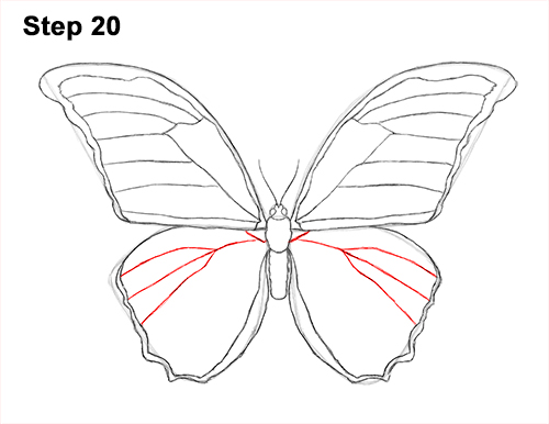 500x386 How To Draw A Butterfly - Blue Butterfly Drawing