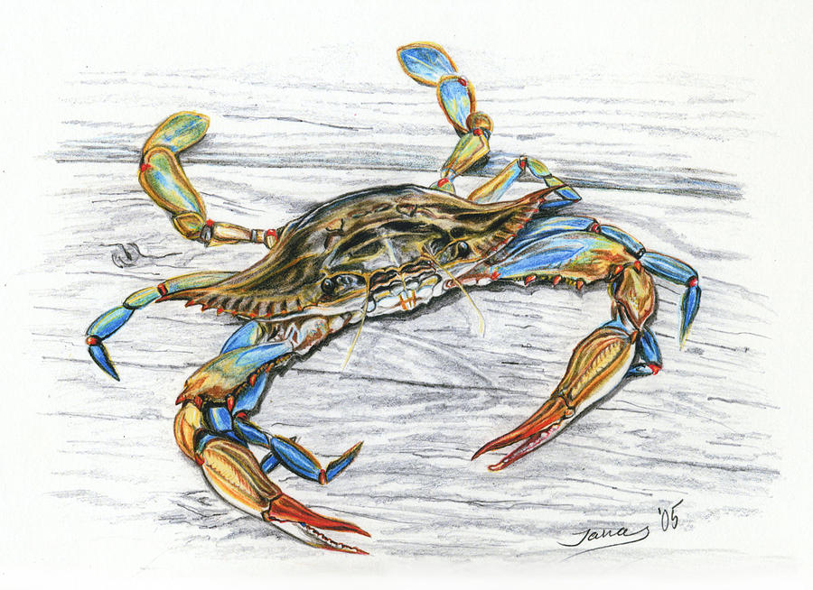 900x654 Blue Crab Drawing - Blue Crab Drawing