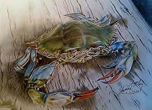300x218 Blue Crab Drawings Fine Art America - Blue Crab Drawing