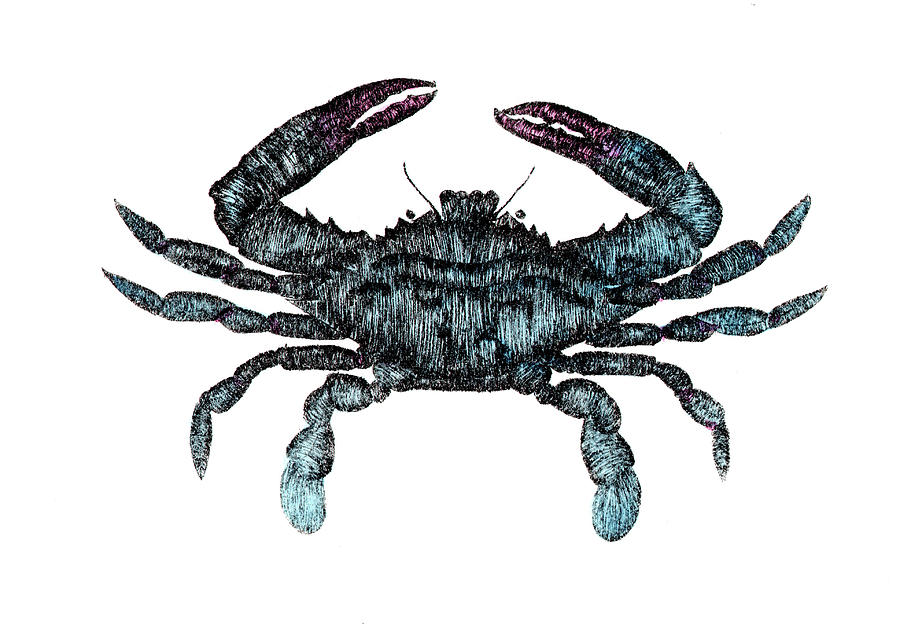 900x628 Blue Crab Etching Drawing - Blue Crab Drawing