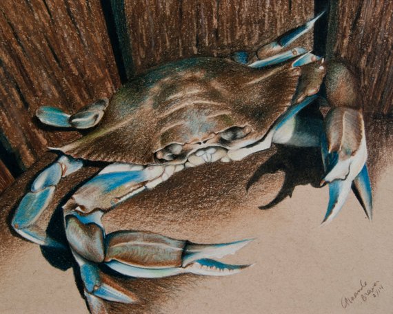 570x456 Blue Crab I Giclee Print Of Original Colored Pencil Drawing Etsy - Blue Crab Drawing