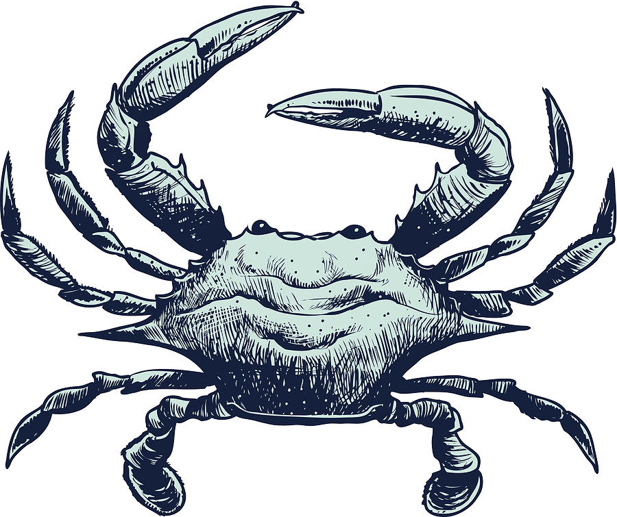 Blue Crab Drawing at Explore collection of Blue