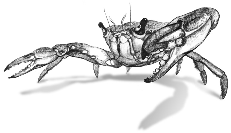 В клешнях черного рака. Краб эскиз. Краб скетч. Краб зарисовка. Краб карандашом.