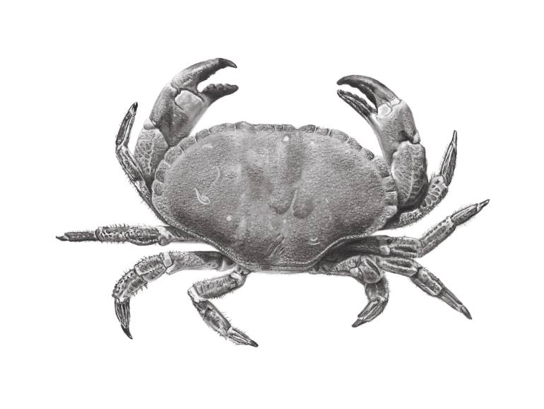 770x578 Edible Crab - Blue Crab Drawing