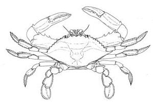 300x209 Fishsource - Blue Crab Drawing
