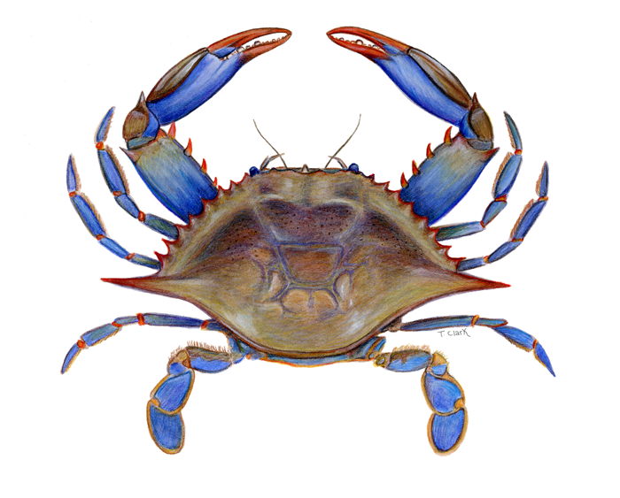 700x563 Interesting Things About Blue Crabs - Blue Crab Drawing