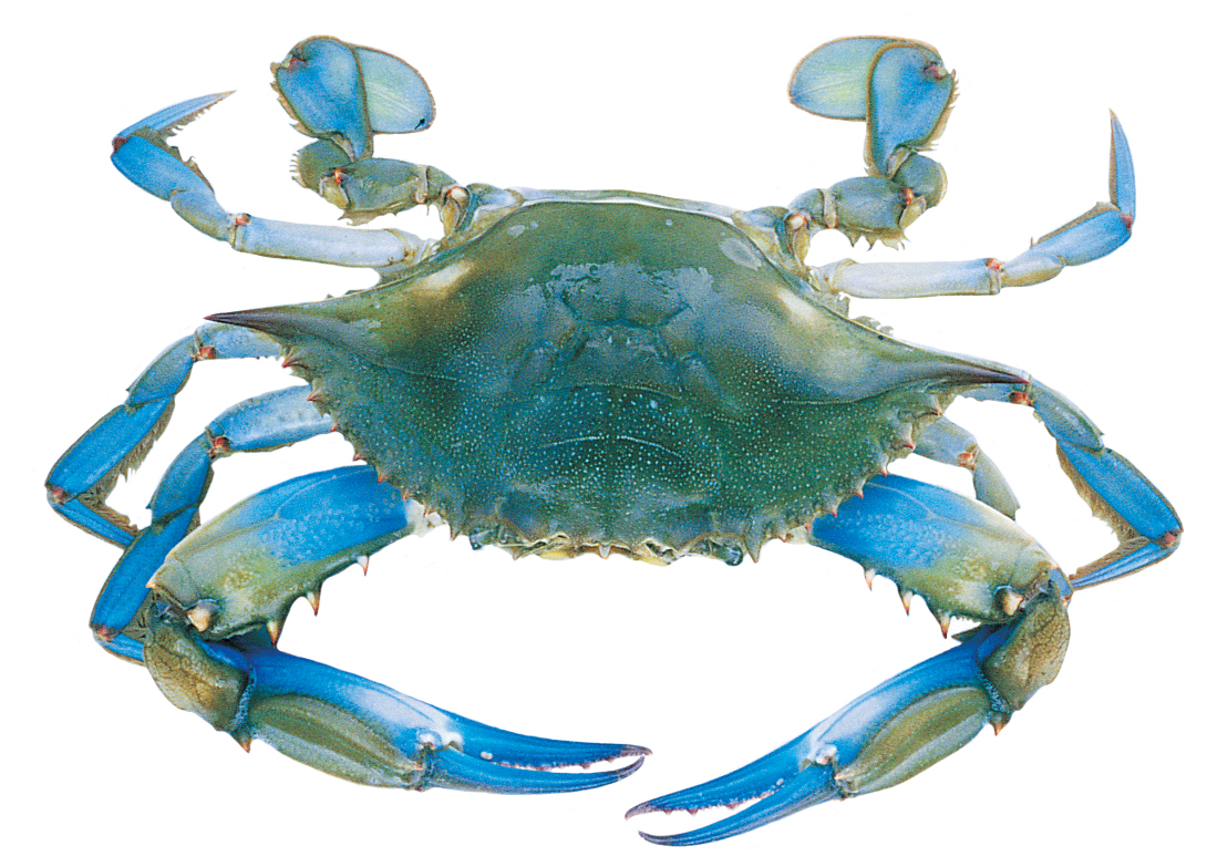 1099x783 Media, A James Clark School Of Engineering, University Of Maryland - Blue Crab Drawing