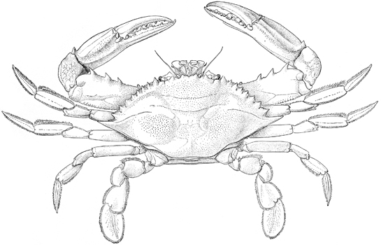 545x350 Savory Beautiful Swimmers - Blue Crab Drawing