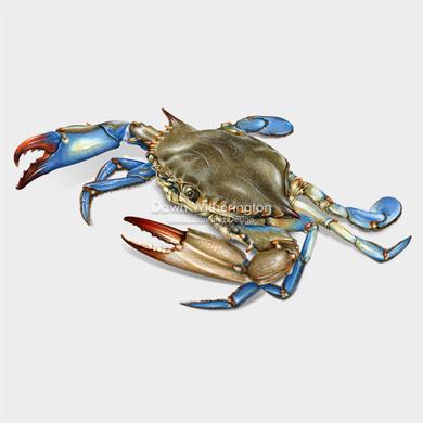 390x390 Scientific Illustration - Blue Crab Drawing