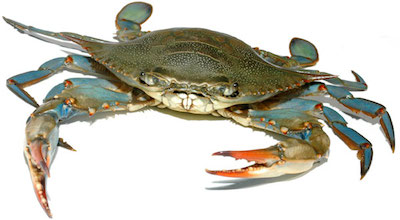 400x220 Wayne Creed Give Blue Crabs A Chance To Rebuild Cape Charles Wave - Blue Crab Drawing