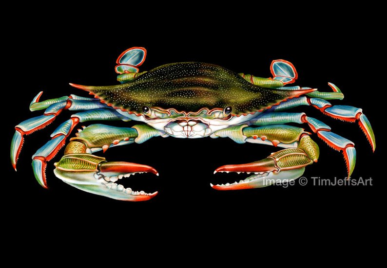 794x551 Blue Crab Colored Pencil Drawing Etsy - Blue Crab Drawing