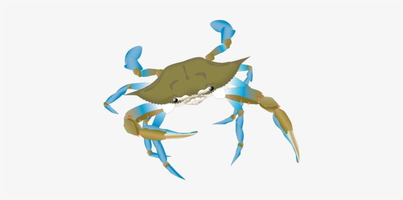 820x408 Blue Crab Drawing - Blue Crab Drawing