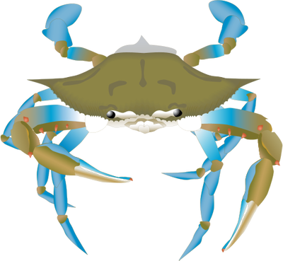 400x369 Blue Crab Drawing - Blue Crab Drawing