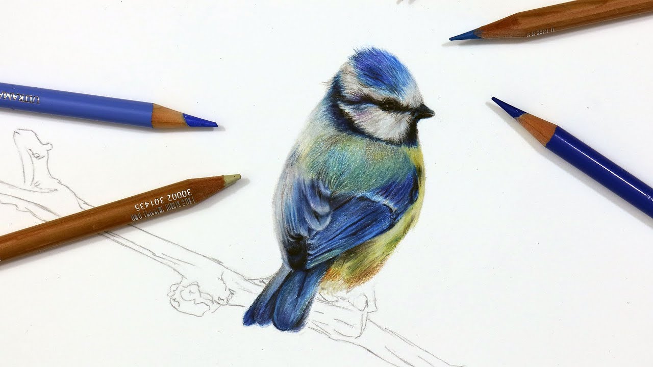 1280x720 How To Draw A Blue Tit Using Coloured Pencil Drawing Tutorial - Blue Drawing Pencil