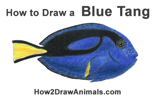 500x315 How To Draw A Regal Blue Tang Fish - Blue Fish Drawing