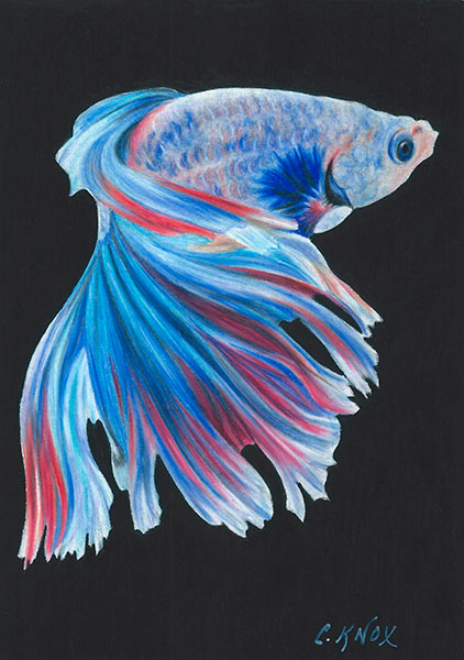 422x600 about cynthia knox - Blue Fish Drawing