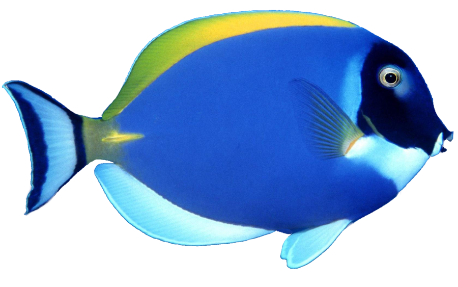 900x563 Blue Tang Fish Picture Library Library Outline - Blue Fish Drawing