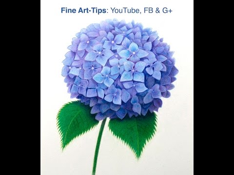 480x360 How To Draw A Hydrangea With Color Pencils - Blue Flower Drawing