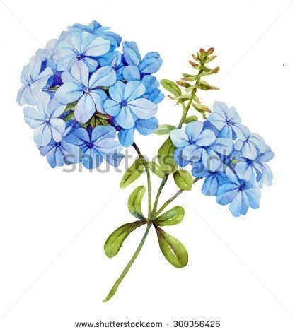 417x470 watercolor with blue jasmine flower, jasmine bouquet clip art - Blue Flower Drawing
