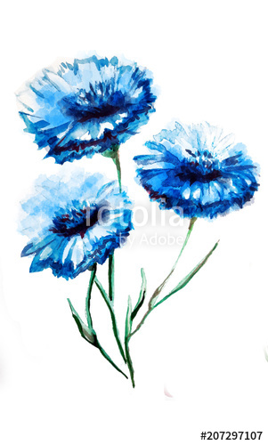 301x500 blue flower watercolour drawing stock photo and royalty free - Blue Flower Drawing