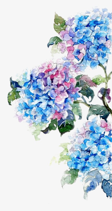 427x800 blue flower, flower clipart, drawing plant png image and clipart - Blue Flower Drawing