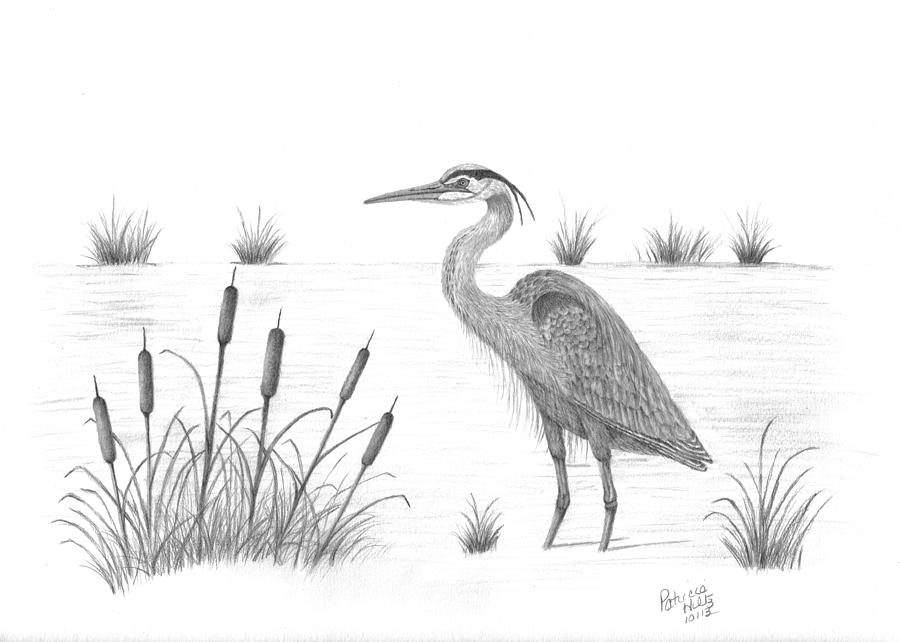 900x642 blue heron drawing - Blue Heron Drawing