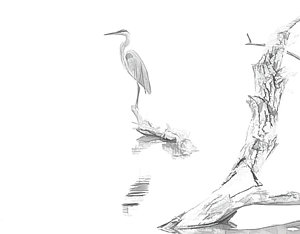300x234 great blue heron drawings fine art america - Blue Heron Drawing