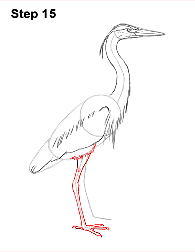386x500 how to draw a great blue heron video step - Blue Heron Drawing