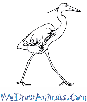300x350 how to draw a great blue heron - Blue Heron Drawing