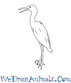 300x350 how to draw a little blue heron - Blue Heron Drawing