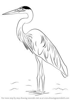 236x333 learn how to draw a great blue heron - Blue Heron Drawing